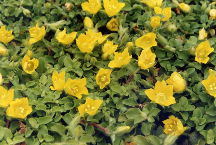 Lysimachia japonica var minutissima en fleurs sur les bords de chemins humides au Japon